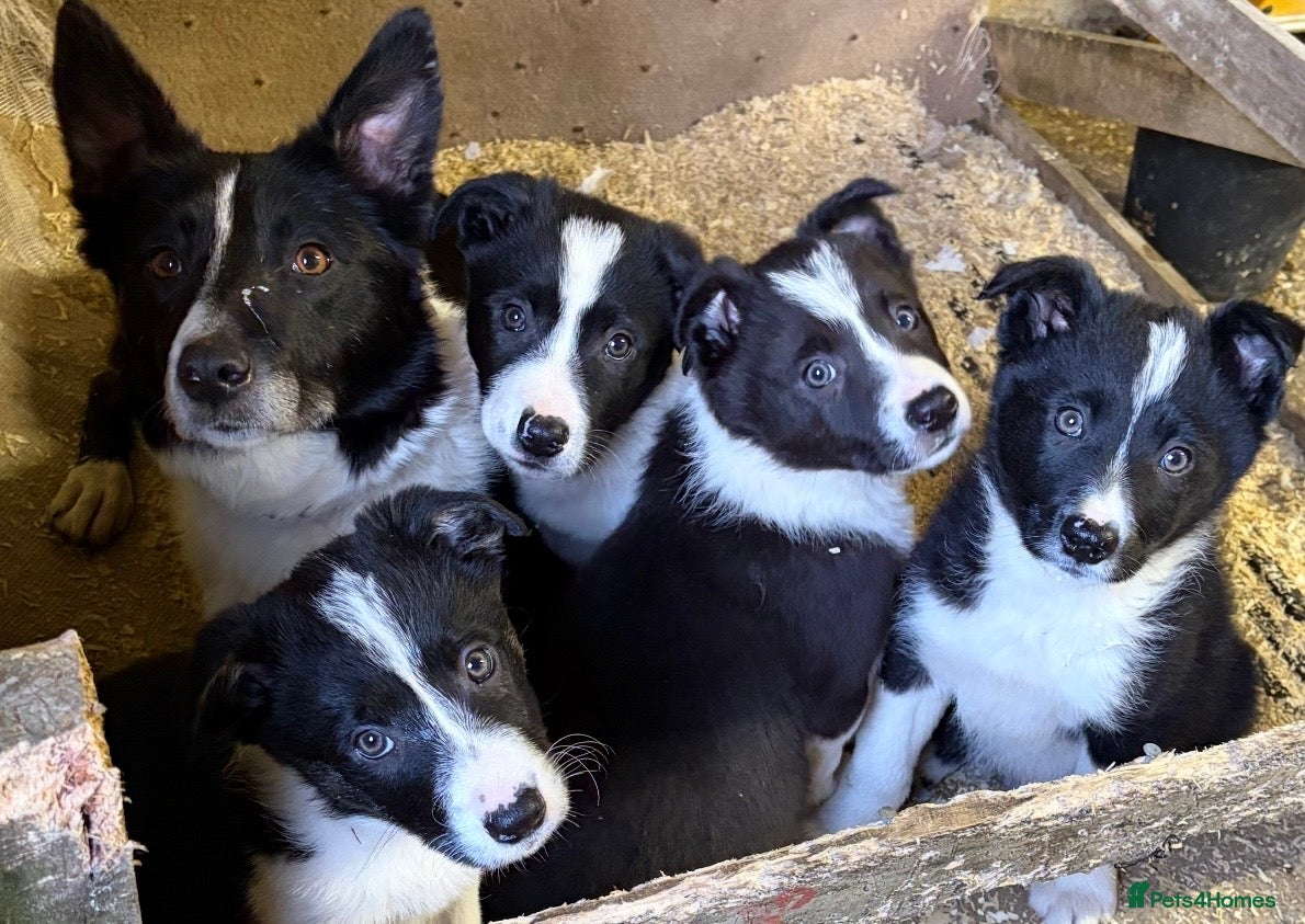 Border Collie dogs for sale: ⭐️2 Male Collie Sheepdog Pups⭐️ in Lampeter - Advert 6