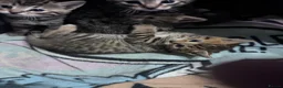 Bengal cats for sale: 5 mixed bengal kittens - Advert 3