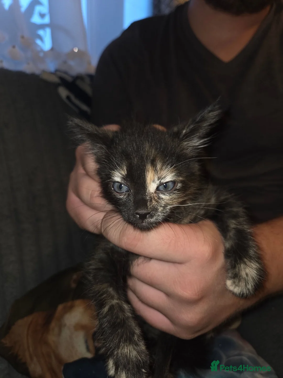 Mixed Breed cats for sale: 3 kittens - Advert 2