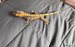 Gecko reptiles for sale: Male juvenile crested gecko  - Image 4