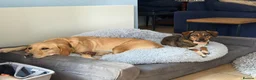 Mixed Breed dogs for adoption: Busy Tizzy – 5 Months of Fun, Love & Mischief! in Kidderminster - Advert 6