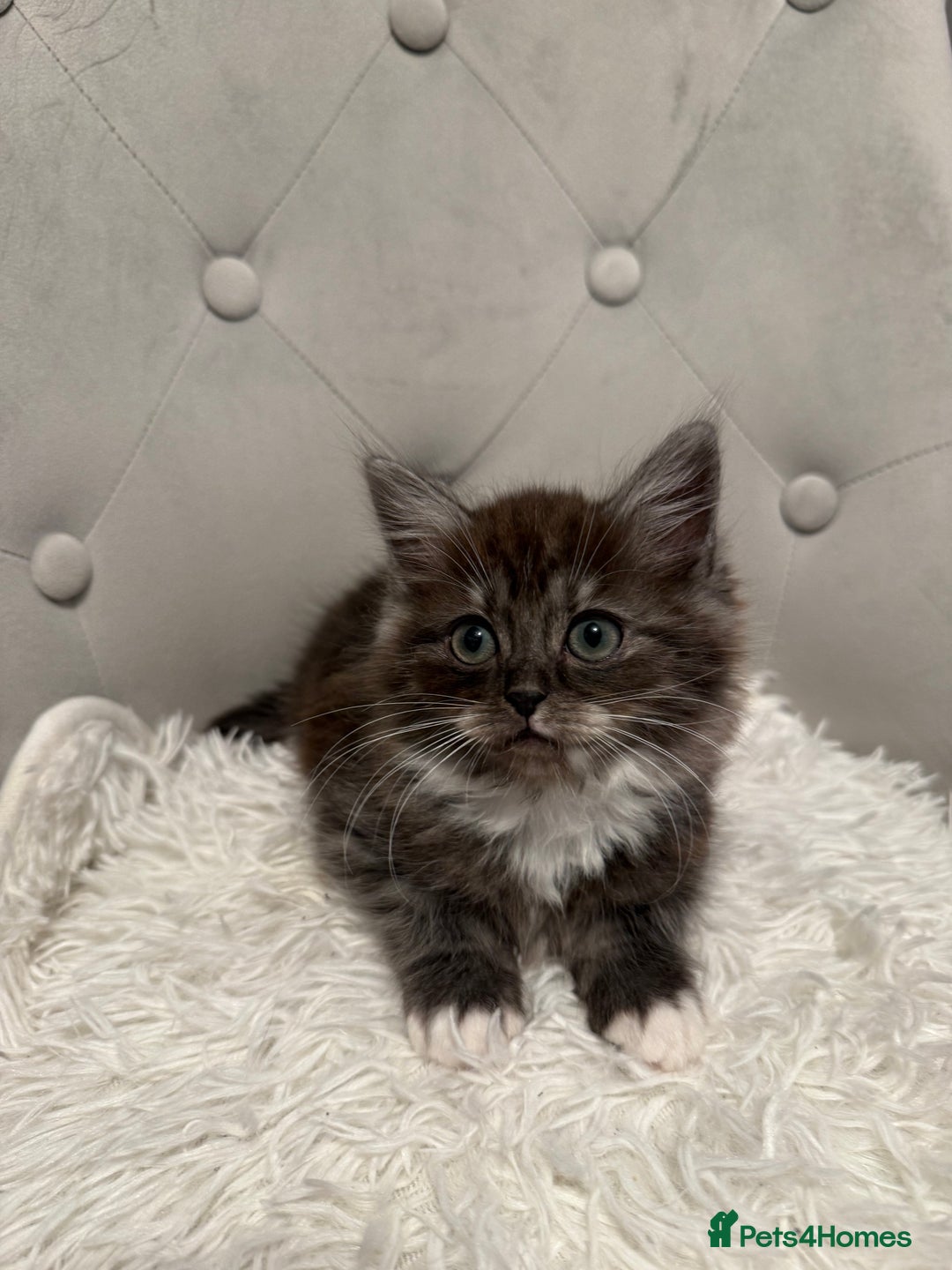 Persian cats for sale: persian x ragdoll kittiens - Advert 4