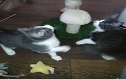 Mixed Breed cats for sale: £150 for the pair of kittens - Image 2