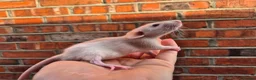 Rat rodents for sale: Various male and female rats  - Advert 6