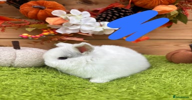 Mini Lop rabbits - Advert 15