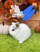 Mini Lop rabbits - Advert 6
