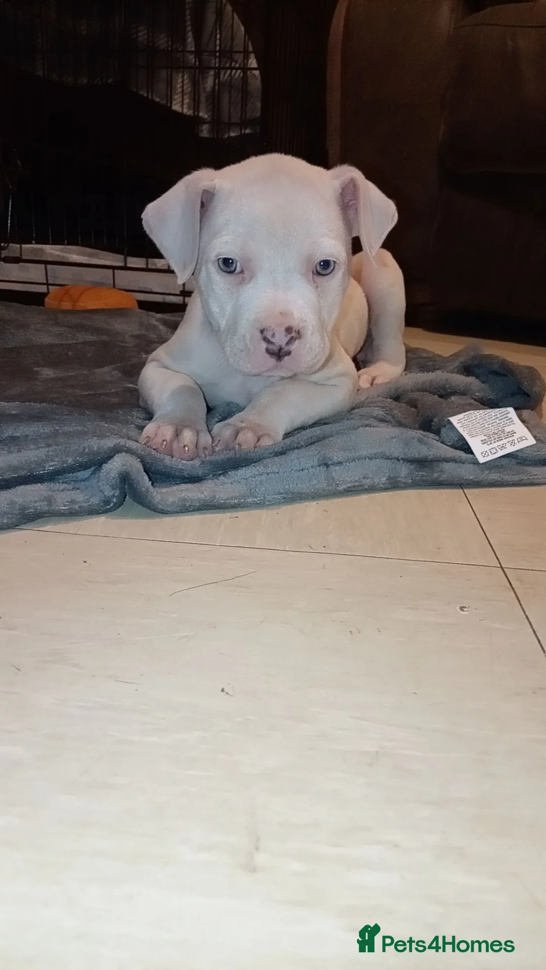 American Bull Staffy dogs for sale: Diamond  in Bristol - Advert 8