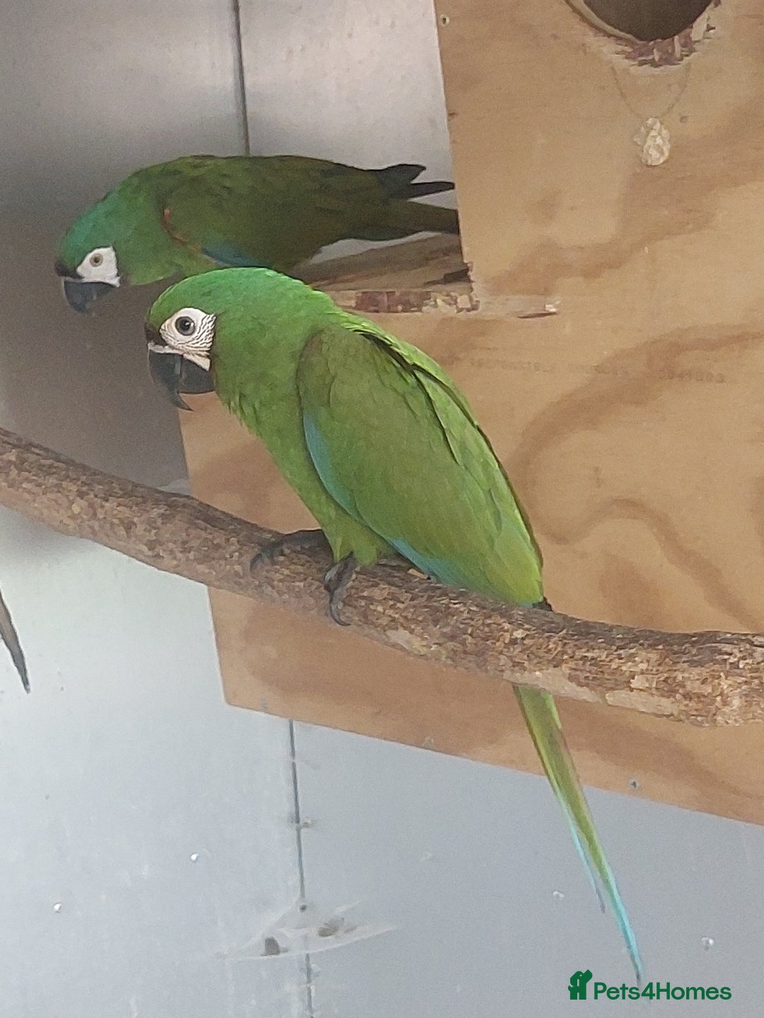 Macaws birds for sale: Chestnut fronted severe macaws - Image 6