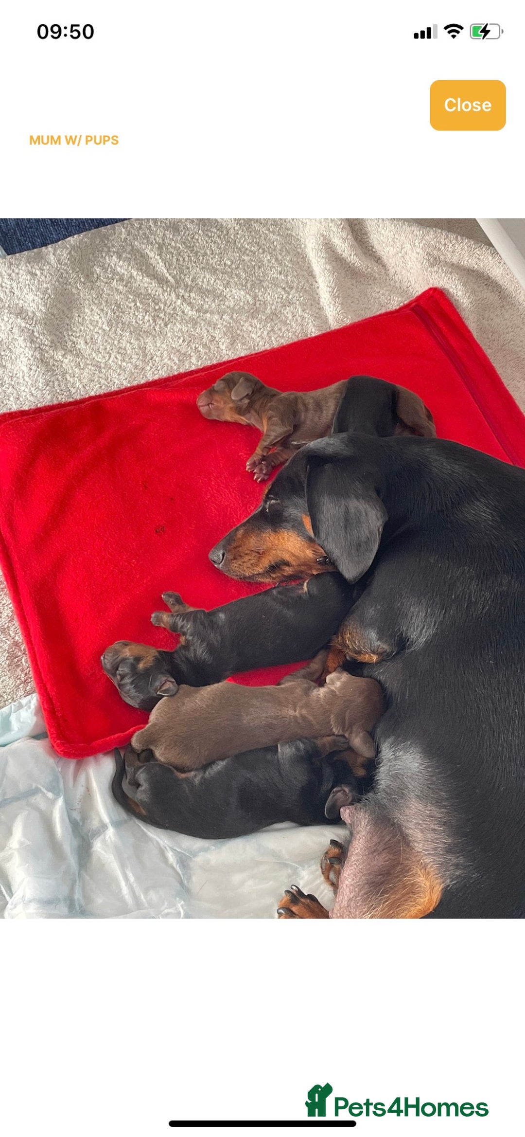 Miniature Dachshund dogs for stud: Proven Choc/Tan Brown Miniature Dachshund for Stud in Swindon - Advert 7