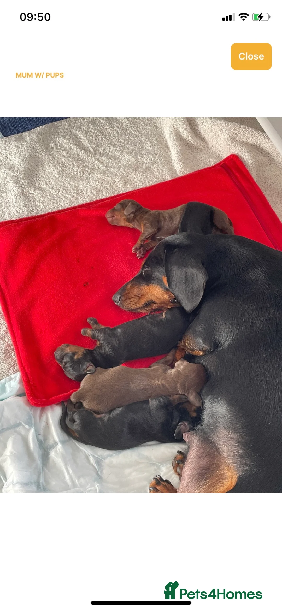 Miniature Dachshund dogs for stud: Proven Choc/Tan Brown Miniature Dachshund for Stud in Swindon - Advert 7