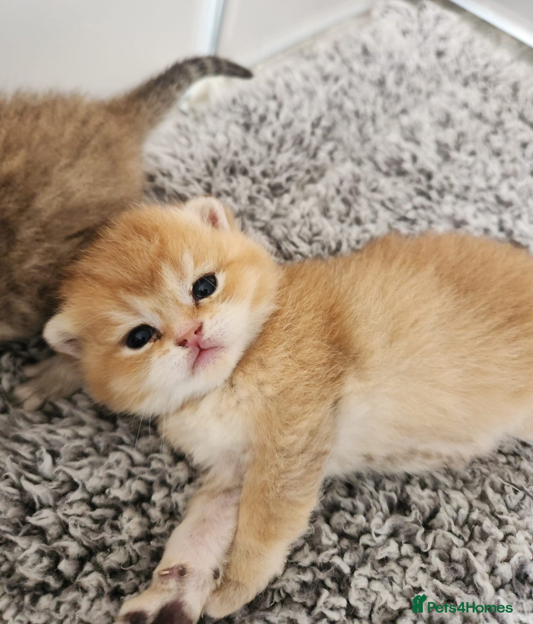 British Shorthair cats for sale: Tica reg Golden Shaded British shorthair kittens. - Image 25