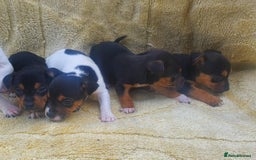 Jack Russell dogs for sale: Jack russell puppies - Image 11