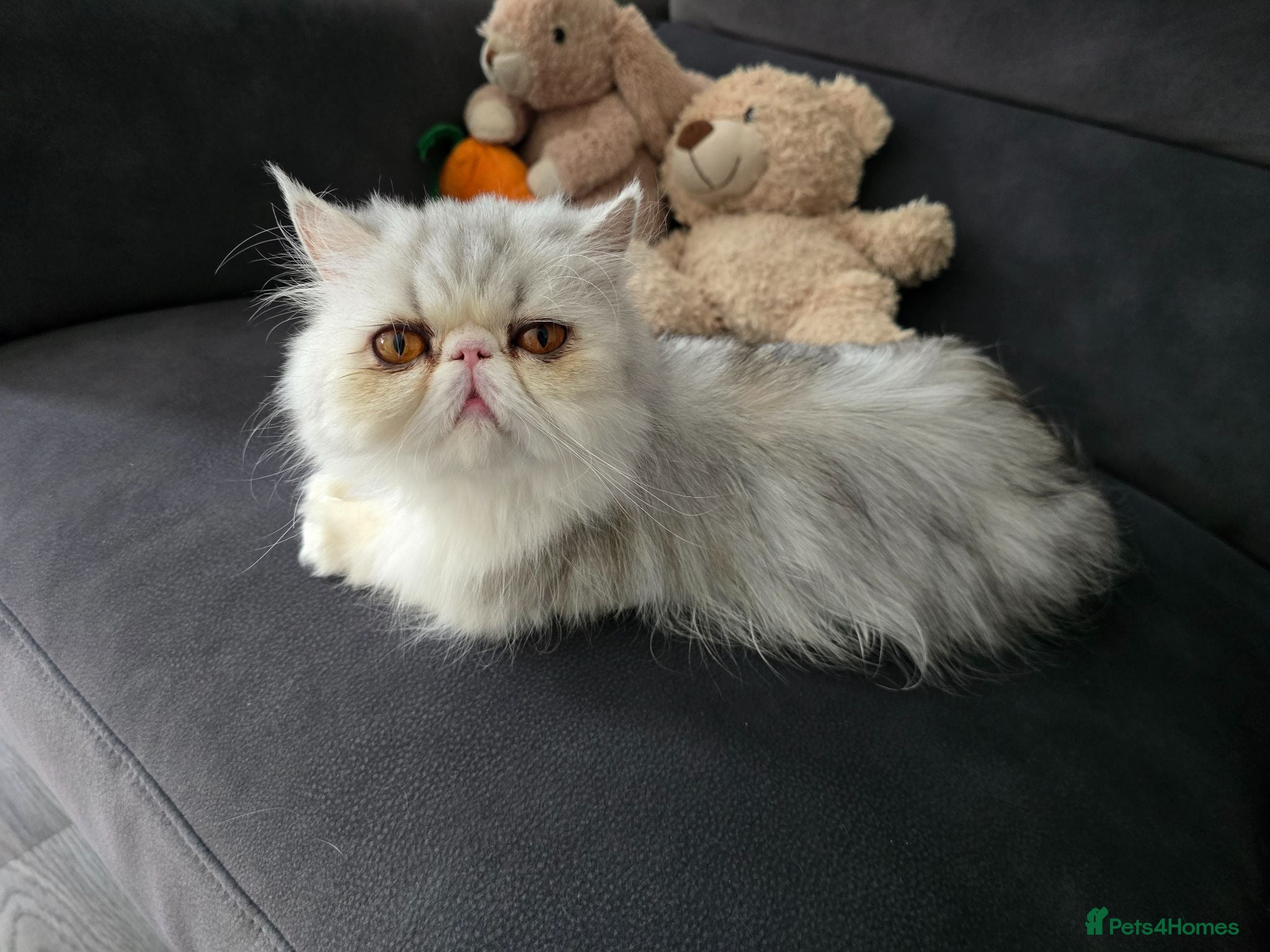 Persian cats Persian Female Silver Tabby Cat - GCCF - PKD Clear - Advert 3