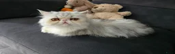 Persian cats for sale: Persian Female Silver Tabby Cat - GCCF - PKD Clear - Advert 1