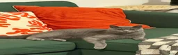 British Shorthair cats for sale: Female British short-haired. - Advert 1