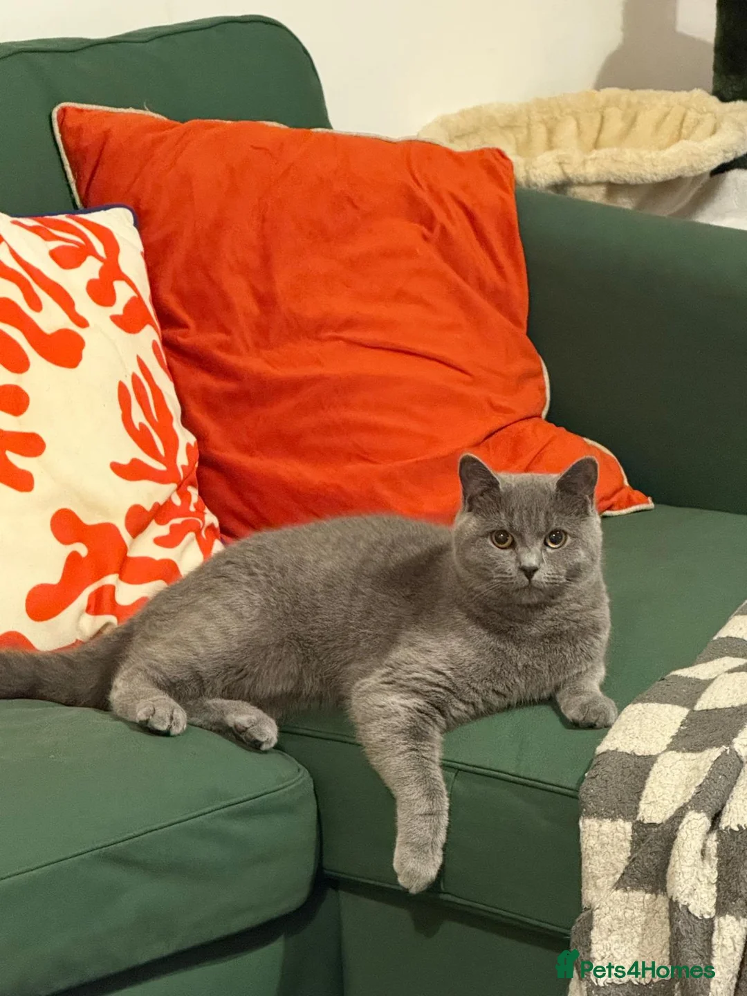 British Shorthair cats for sale: Female British short-haired. - Advert 1