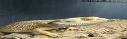 Bearded Dragon reptiles for sale: 5 year old bearded dragon  in Hartlepool - Advert 1