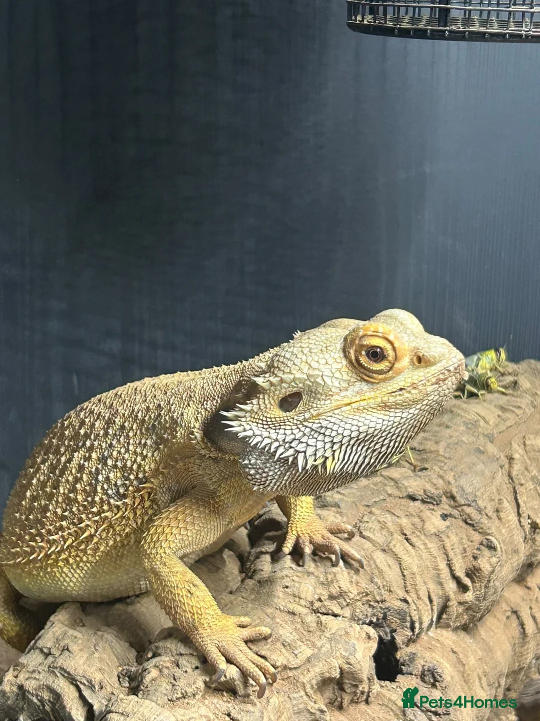 Bearded Dragon reptiles for sale: 5 year old bearded dragon  in Hartlepool - Advert 1