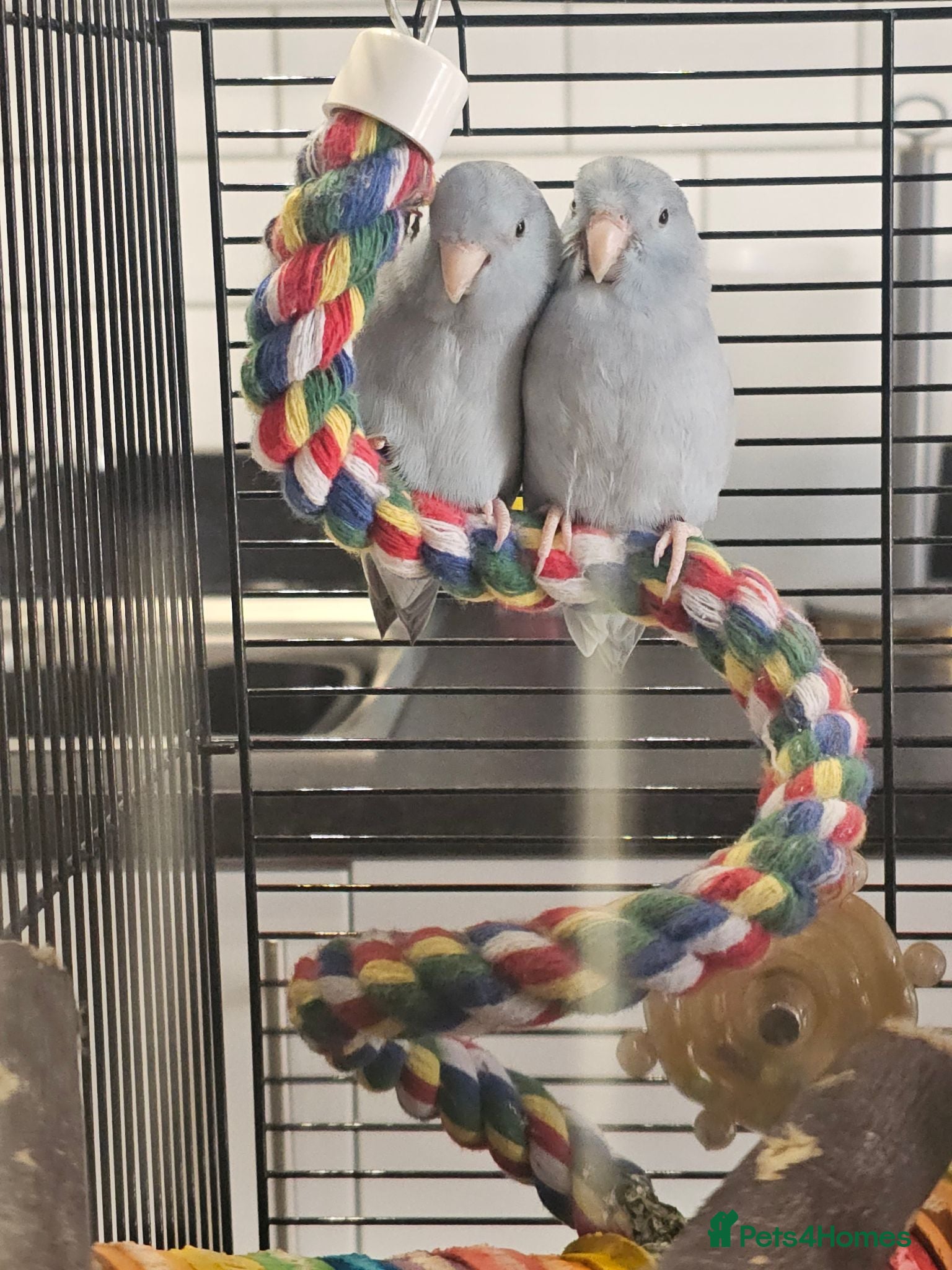 Parakeets birds 2 x parrotlets - Advert 2