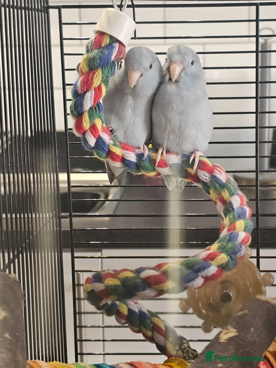 Parakeets birds for sale: 2 x parrotlets - Advert 1