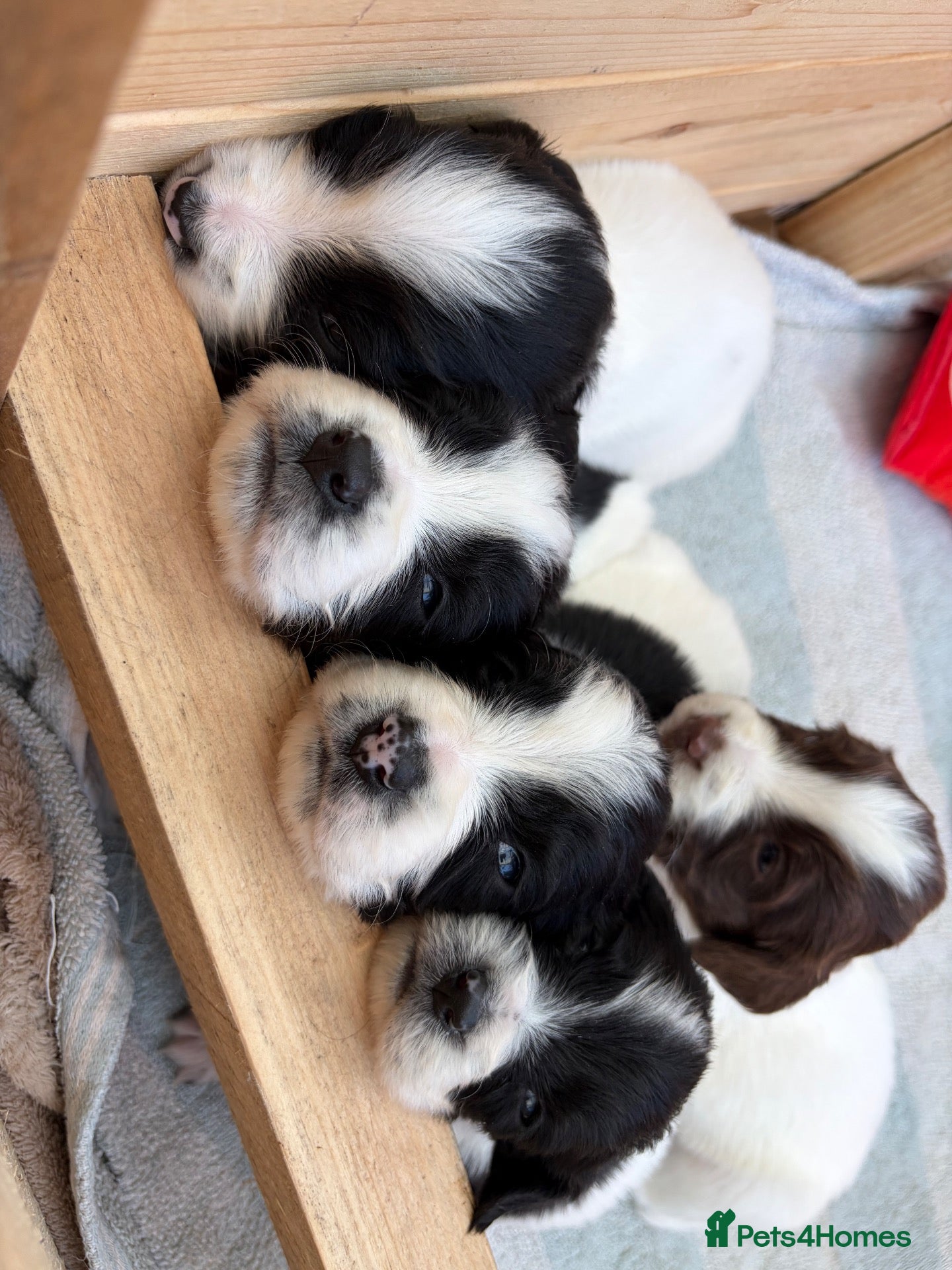 English Springer Spaniel dogs for sale: Springer spaniel puppies for sale  - Advert 12