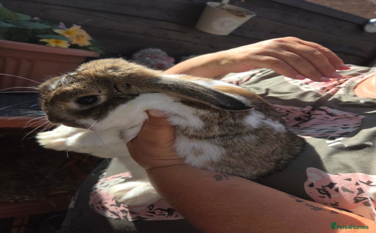 Mini Lop rabbits - Advert 15