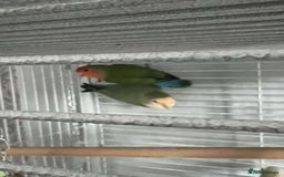 Lovebirds birds for sale: 2 love birds zizi and margo - Image 2