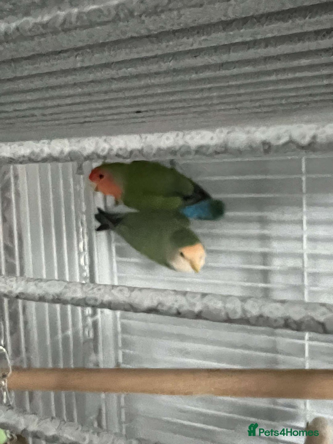 Lovebirds birds for sale: 2 love birds zizi and margo - Image 2