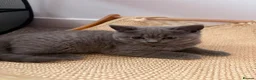 British Shorthair cats for sale: LAST BABY GIRL AVAILABLE BRITISH SHORTHAIR 🩷 - Advert 2