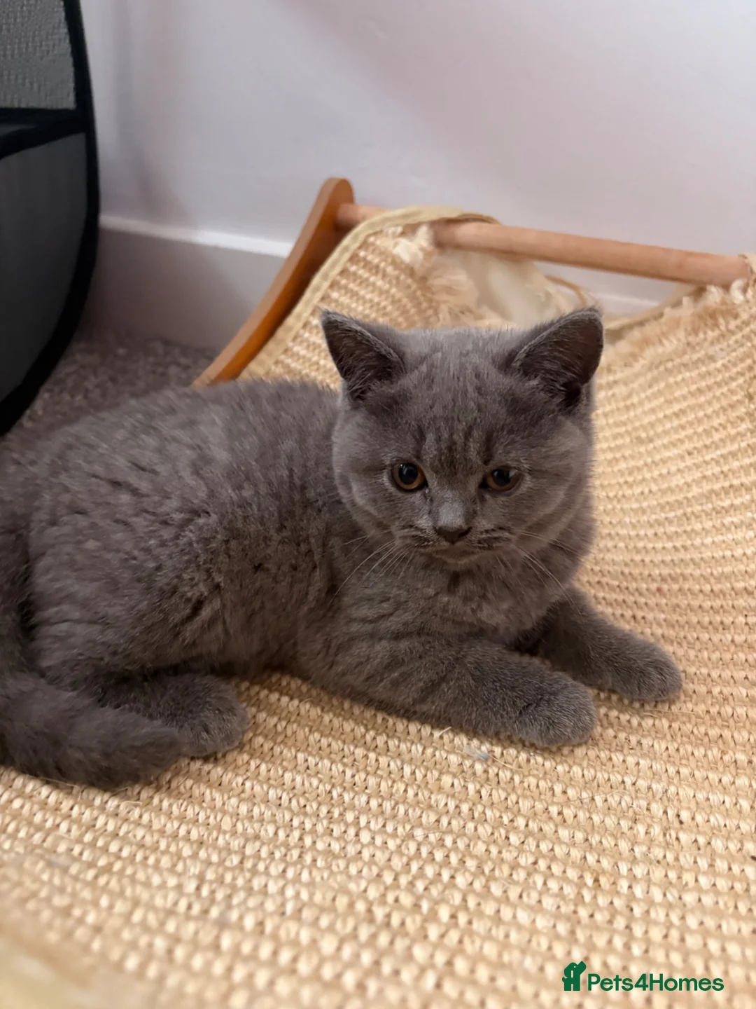 British Shorthair cats for sale: LAST BABY GIRL AVAILABLE BRITISH SHORTHAIR 🩷 - Advert 2