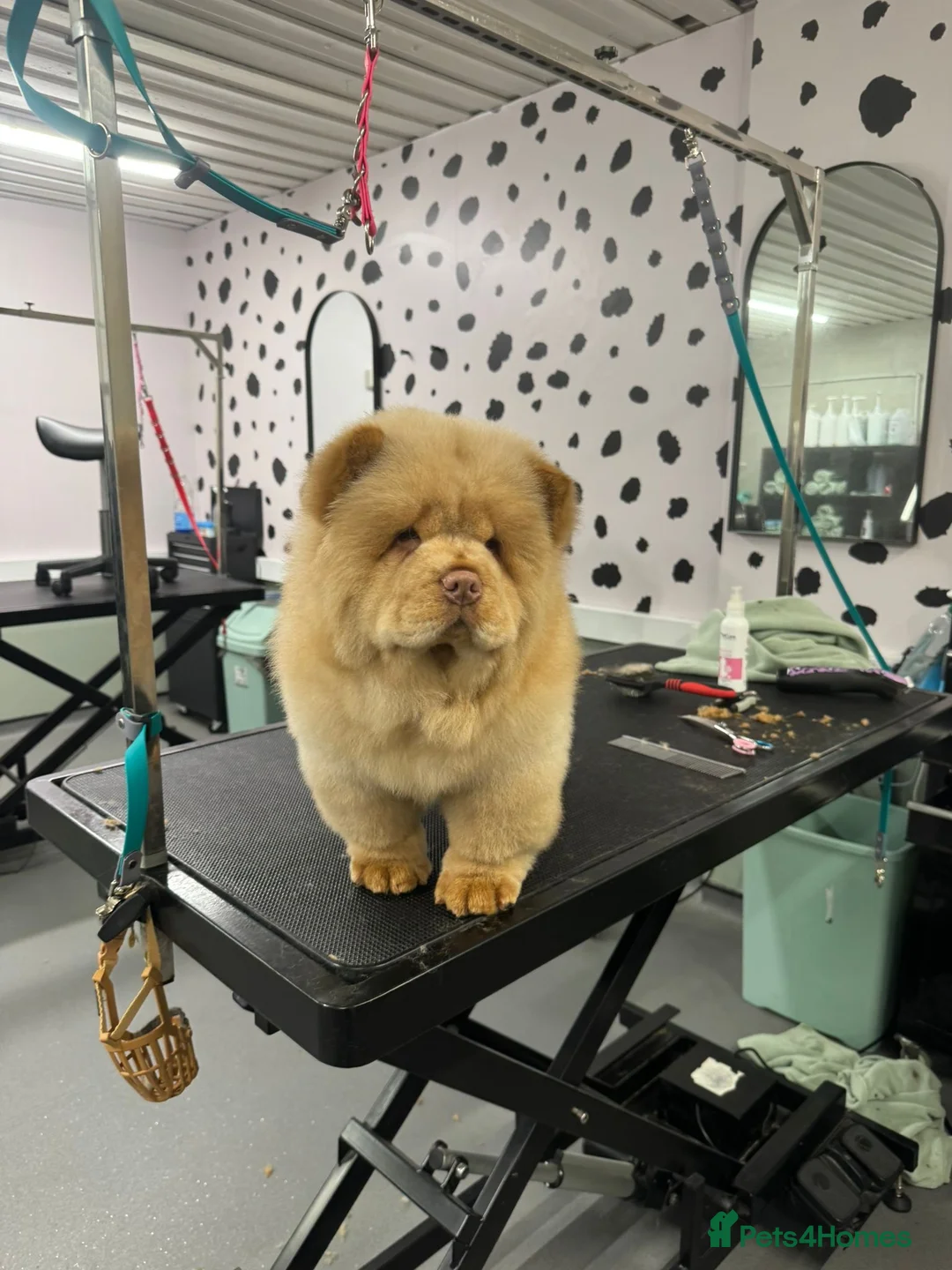 Chow Chow dogs for sale: Beautiful chow chow puppies  - Advert 9