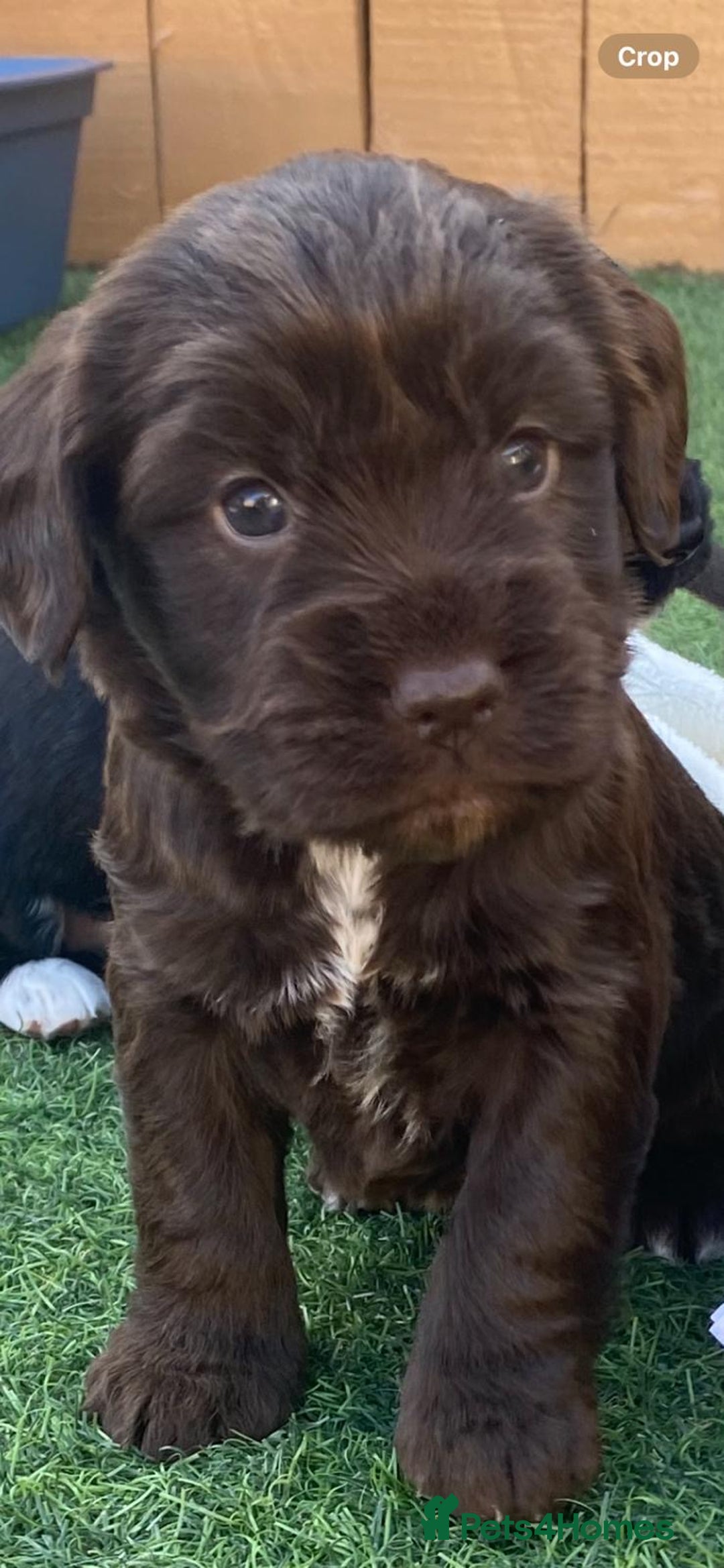 Cockapoo dogs for sale: Cockpoo  - Advert 2