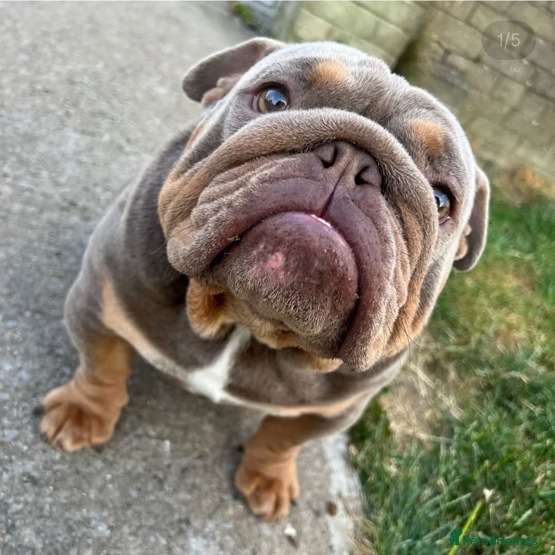 English Bulldog dogs for stud: 👑BRONX👑 British Bulldog! Full Suited Lilac + Tan in Maryport - Image 5