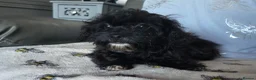 Shihpoo dogs for sale: READY NOW Due to being let down last girl  - Advert 3