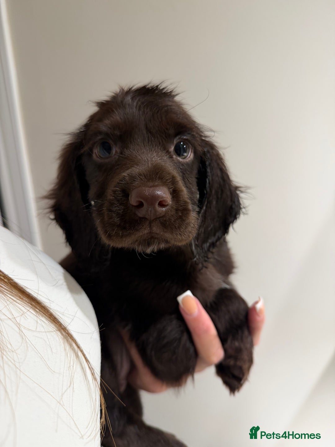 Cocker Spaniel dogs for sale: Female Cocker spaniel puppy  - Advert 1