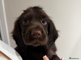 Cocker Spaniel dogs Female Cocker spaniel puppy - Advert 2