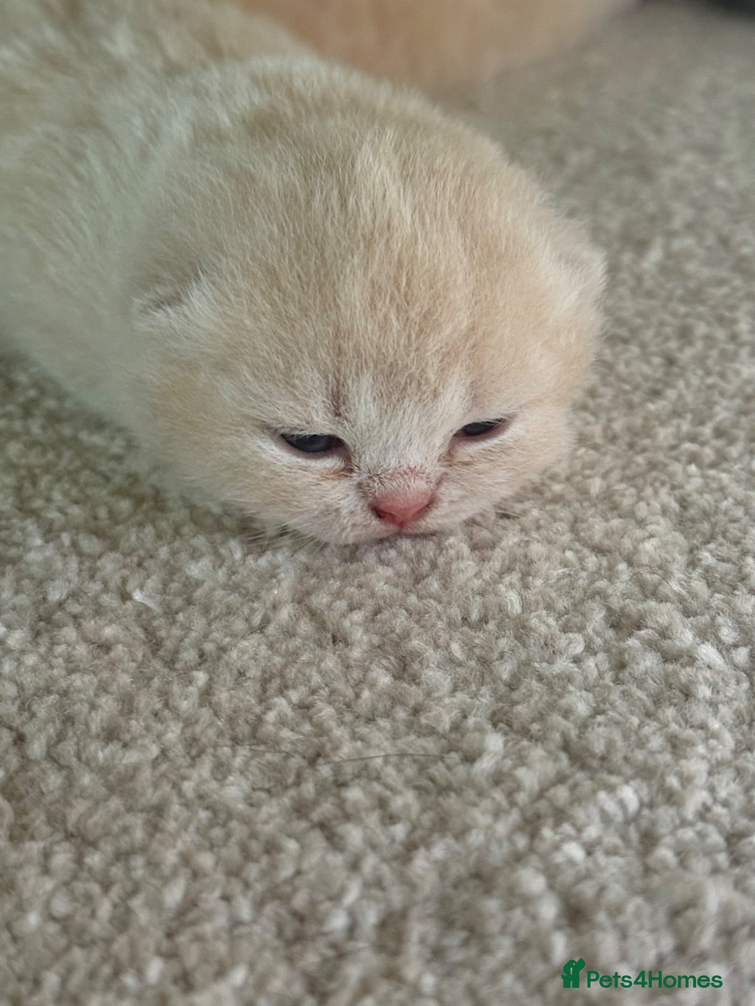 British Shorthair cats British Shorthair kittens 🩶 - Advert 2