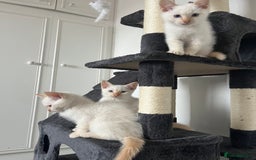 Siamese cats for sale: Siamese x ragdoll kittens  - Image 6