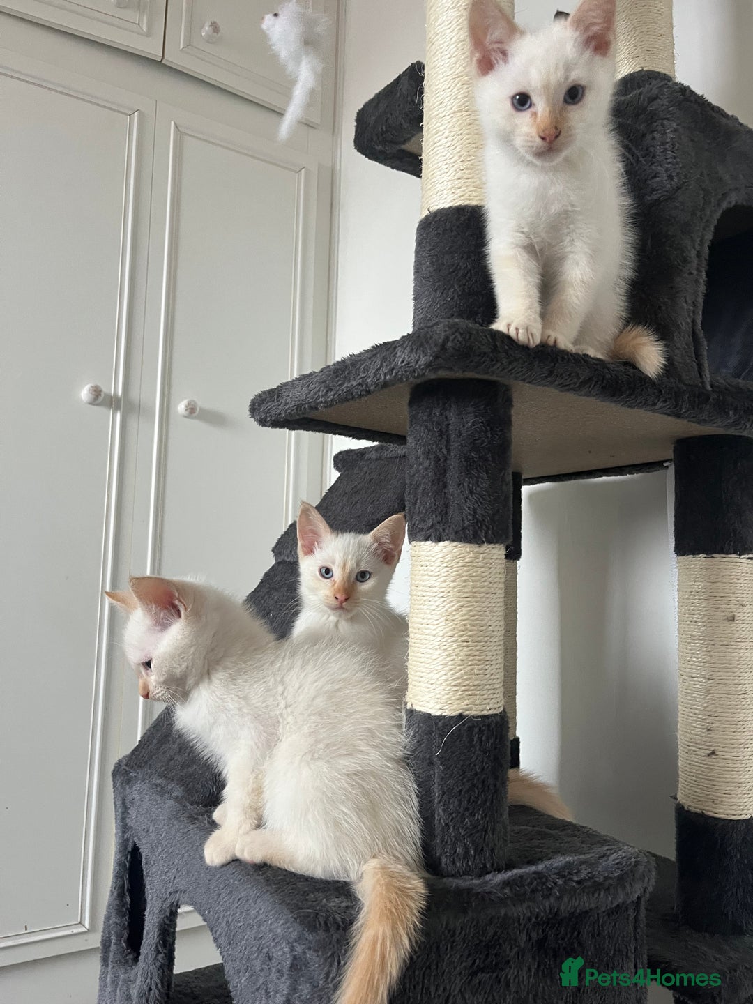Siamese cats for sale: Siamese x ragdoll kittens  - Image 6