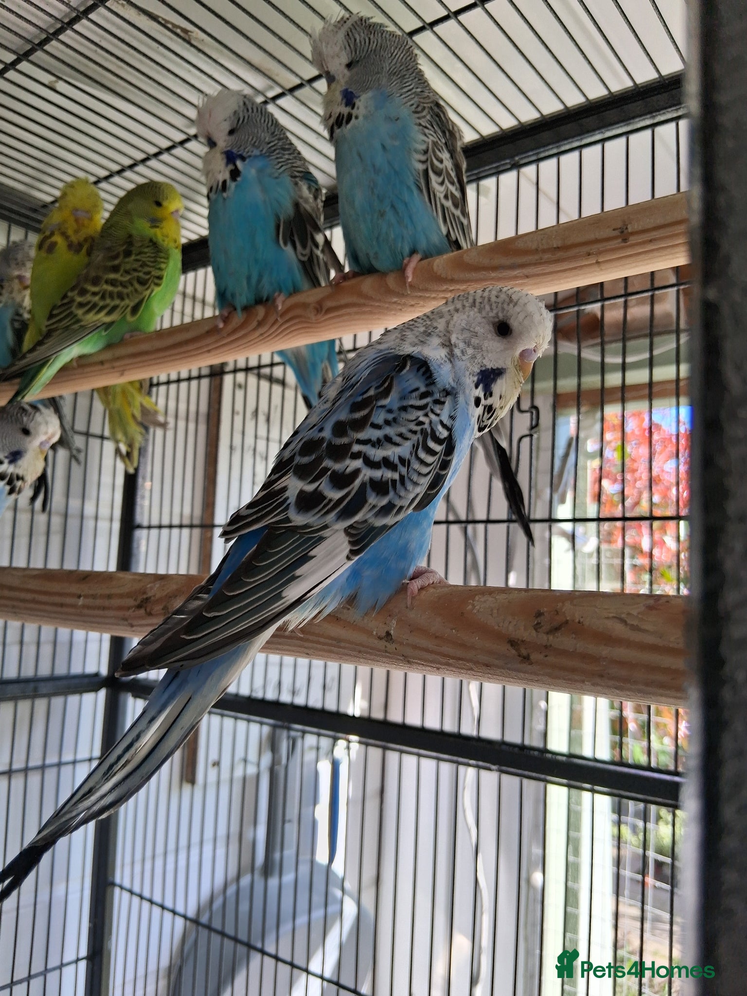 Budgerigars birds Exhibition Type Budgerigars - Advert 14