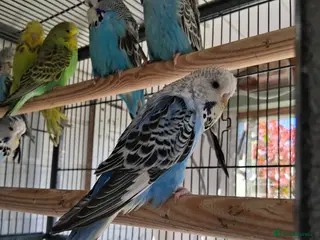 Budgerigars birds Exhibition Type Budgerigars - Advert 14