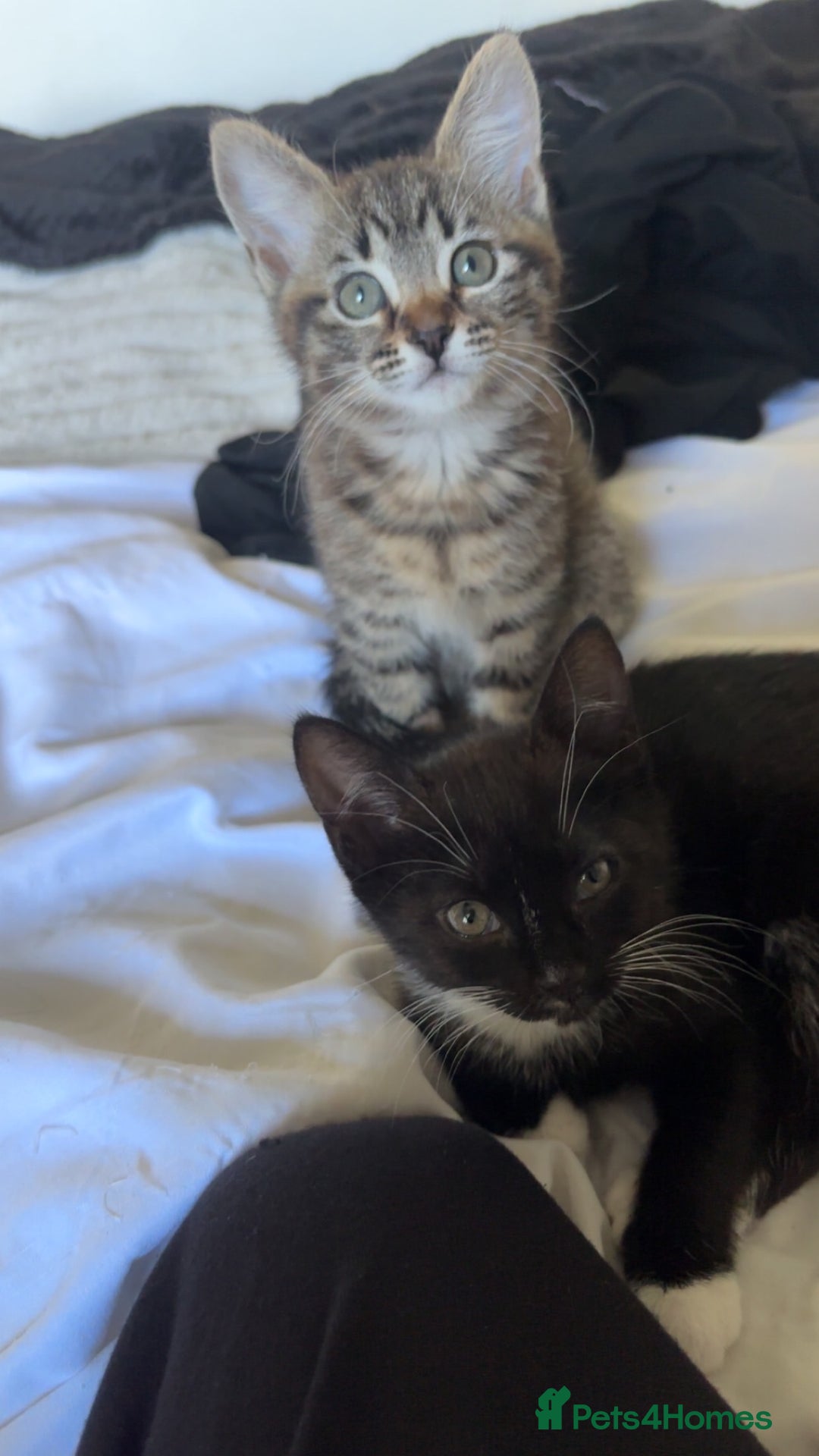 Mixed Breed cats for sale: Two 9 week old kittens🐈‍⬛🐈 - Image 2