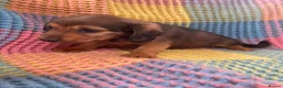 Mixed Breed dogs for sale: Dachshund/terrier puppies  - Advert 10