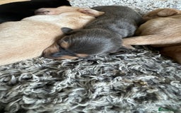 Miniature Dachshund dogs for stud: 🍦ALPHA mini cream pied🥧Smooth dachshund Proven! in Mexborough - Image 10
