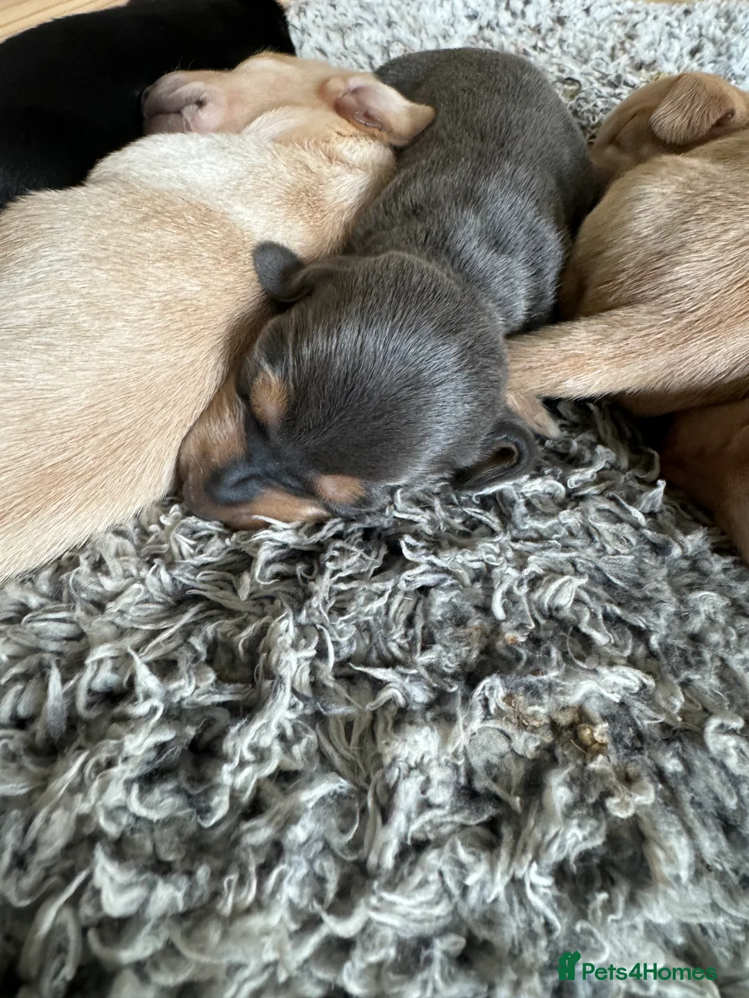 Miniature Dachshund dogs for stud: 🍦ALPHA mini cream Int/Int pied Smooth dachshund ! in Mexborough - Advert 10