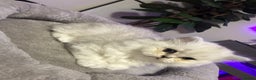 Persian cats for sale: Persian chinchilla kittens  - Advert 39