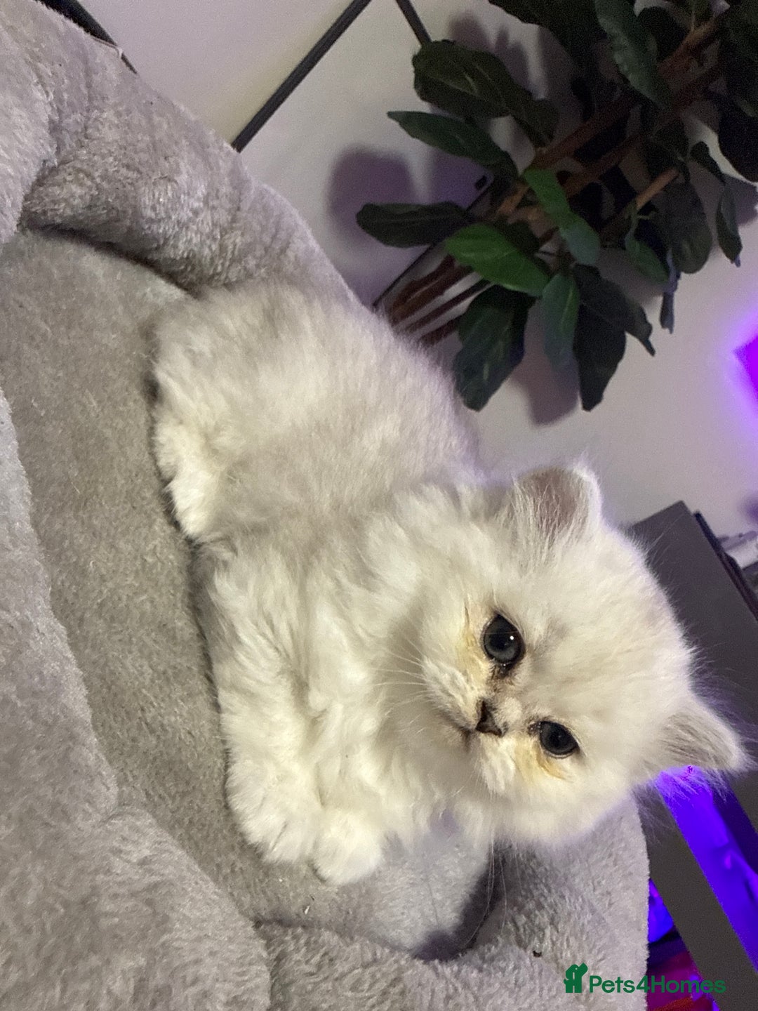 Persian cats for sale: Persian chinchilla kittens  - Advert 39