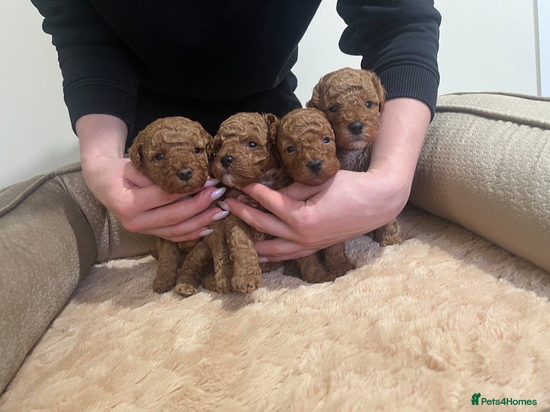 Toy Poodle dogs for sale: Pure toy poodle pups - Advert 11