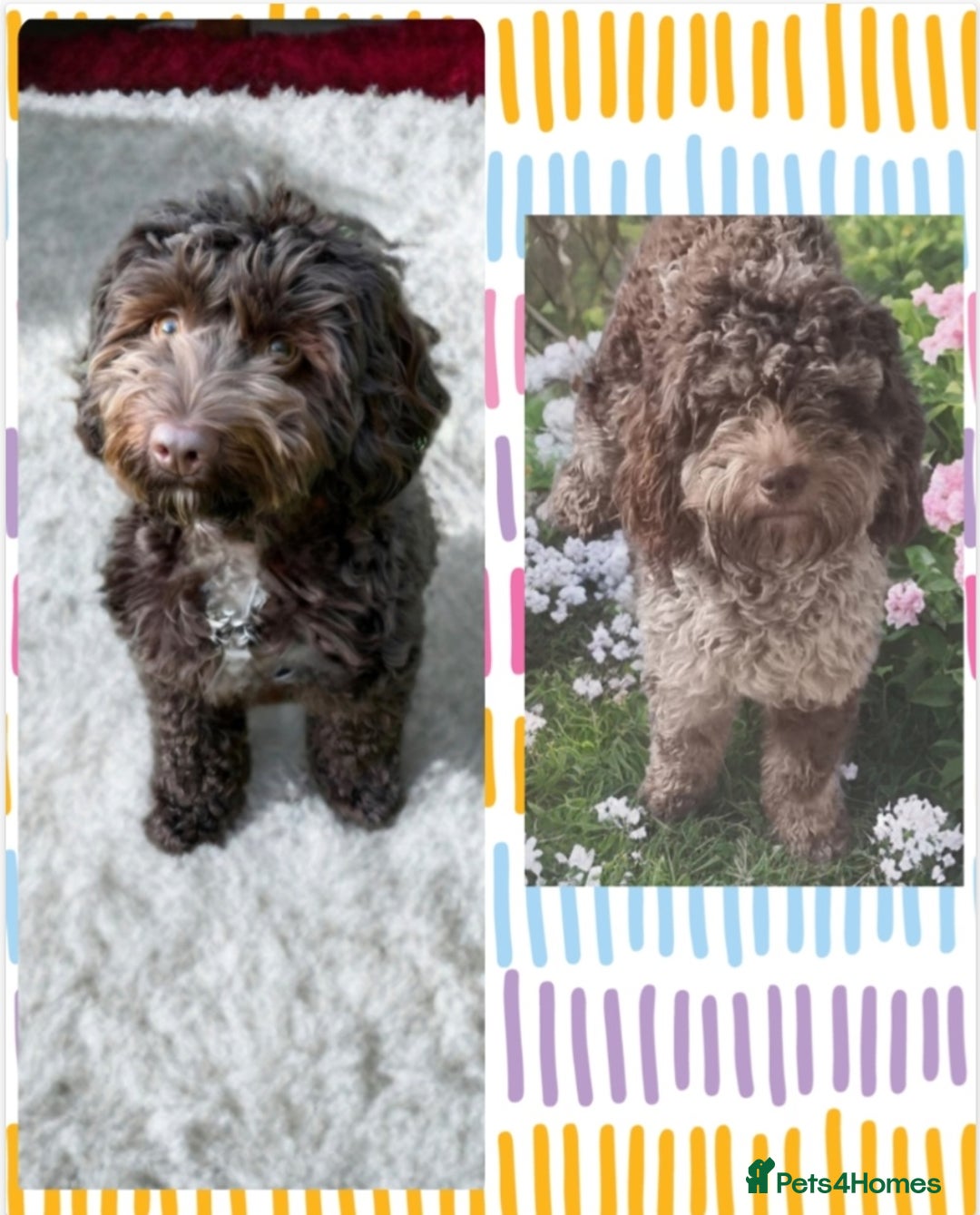 Cockapoo dogs for sale: Cockapoo puppies - Image 34