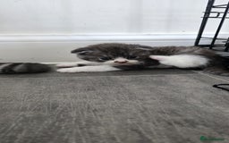 Scottish Fold cats for sale: For sale Scottish fold kitties  - Image 19